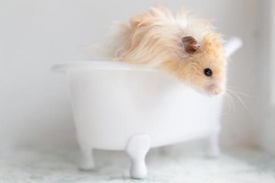The Perfect Sand Bath for Hamsters: A Guide to Blissful Burrowing