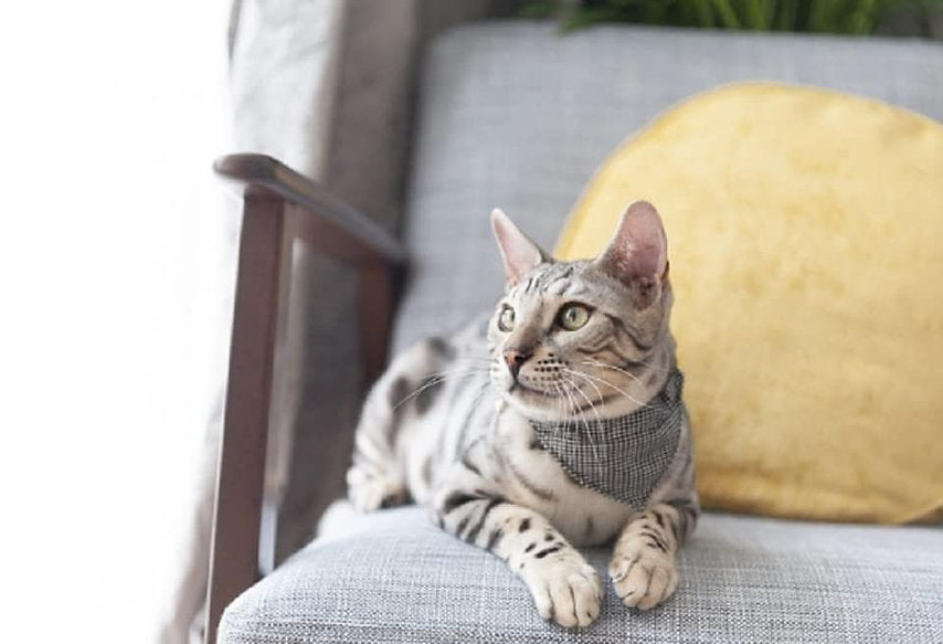 Rosewood Designer Dogtooth Cat Bandana