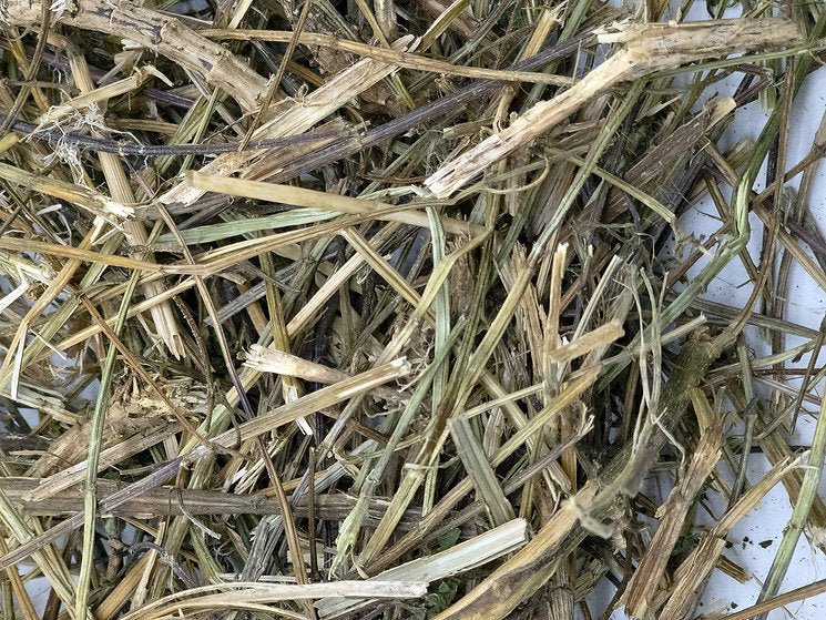 A close up of dried nettle stalks