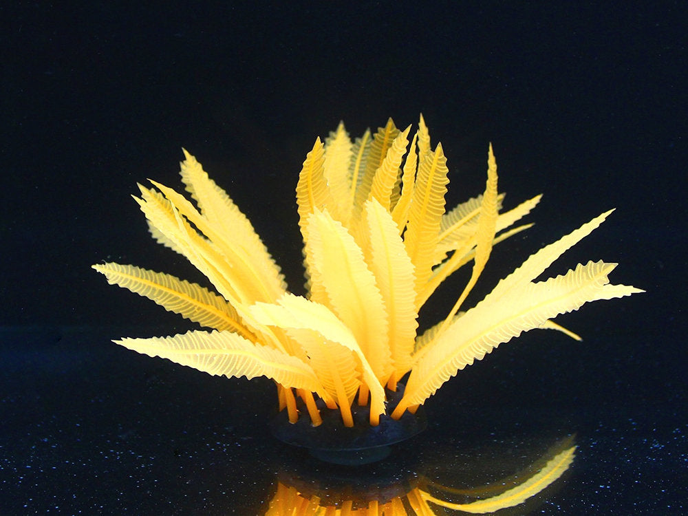 Aqua Lumo Orange Fern Plant