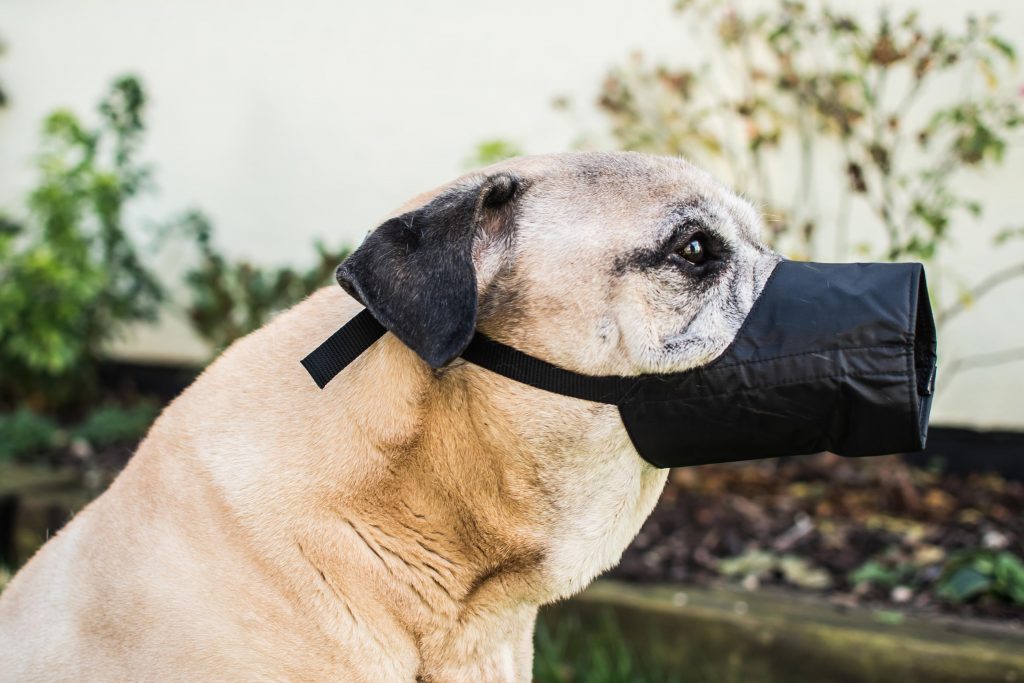 Mikki I won't Bite Dog Muzzle