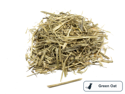 Loose dried green oat forage treat for rabbits and guinea pigs on a white background