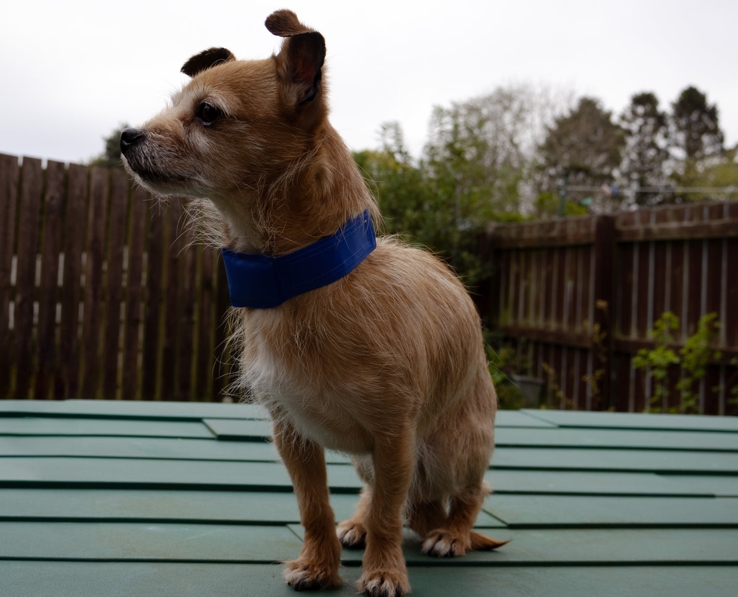 Dog wearing a cooling collar