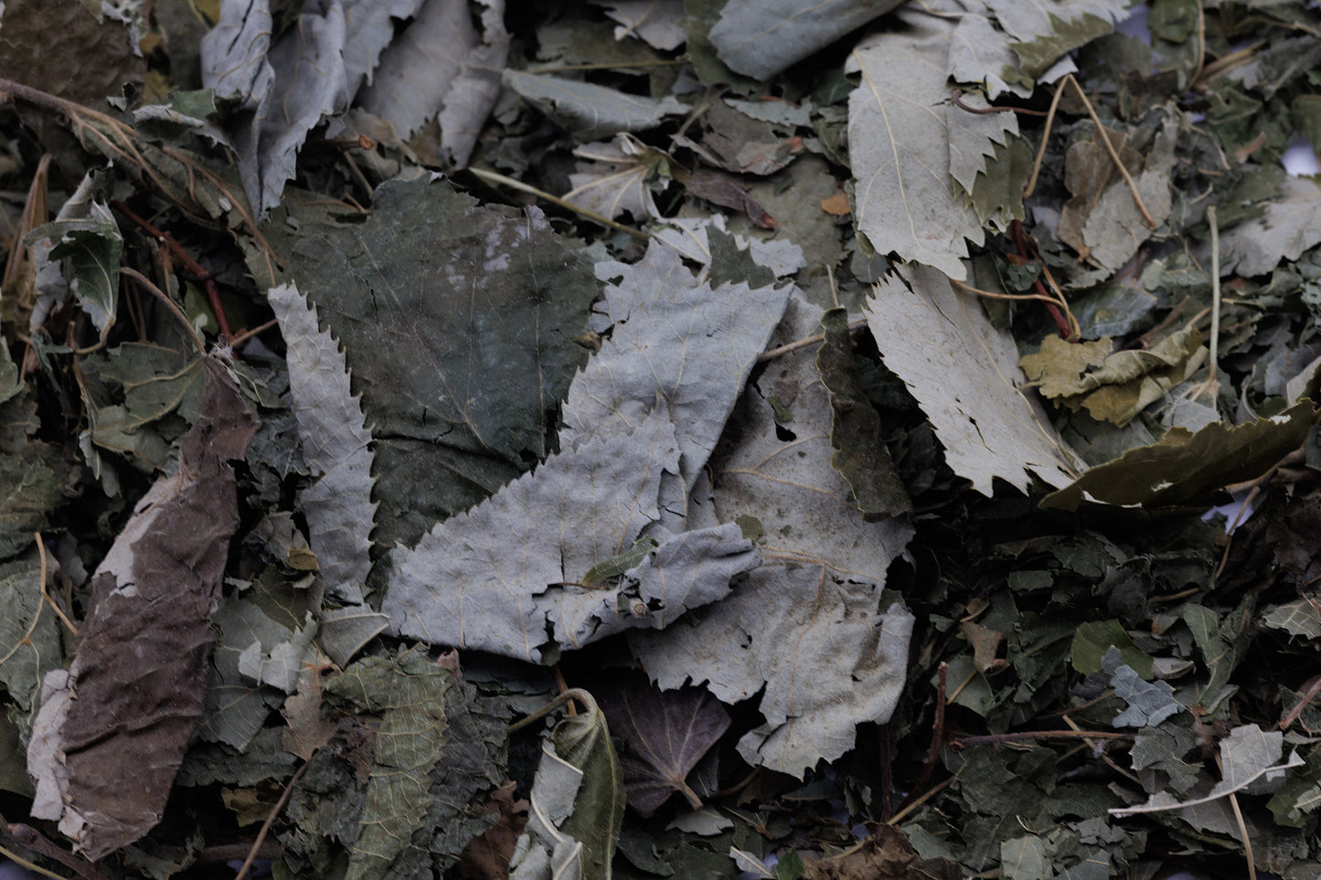 Linden leaves close up