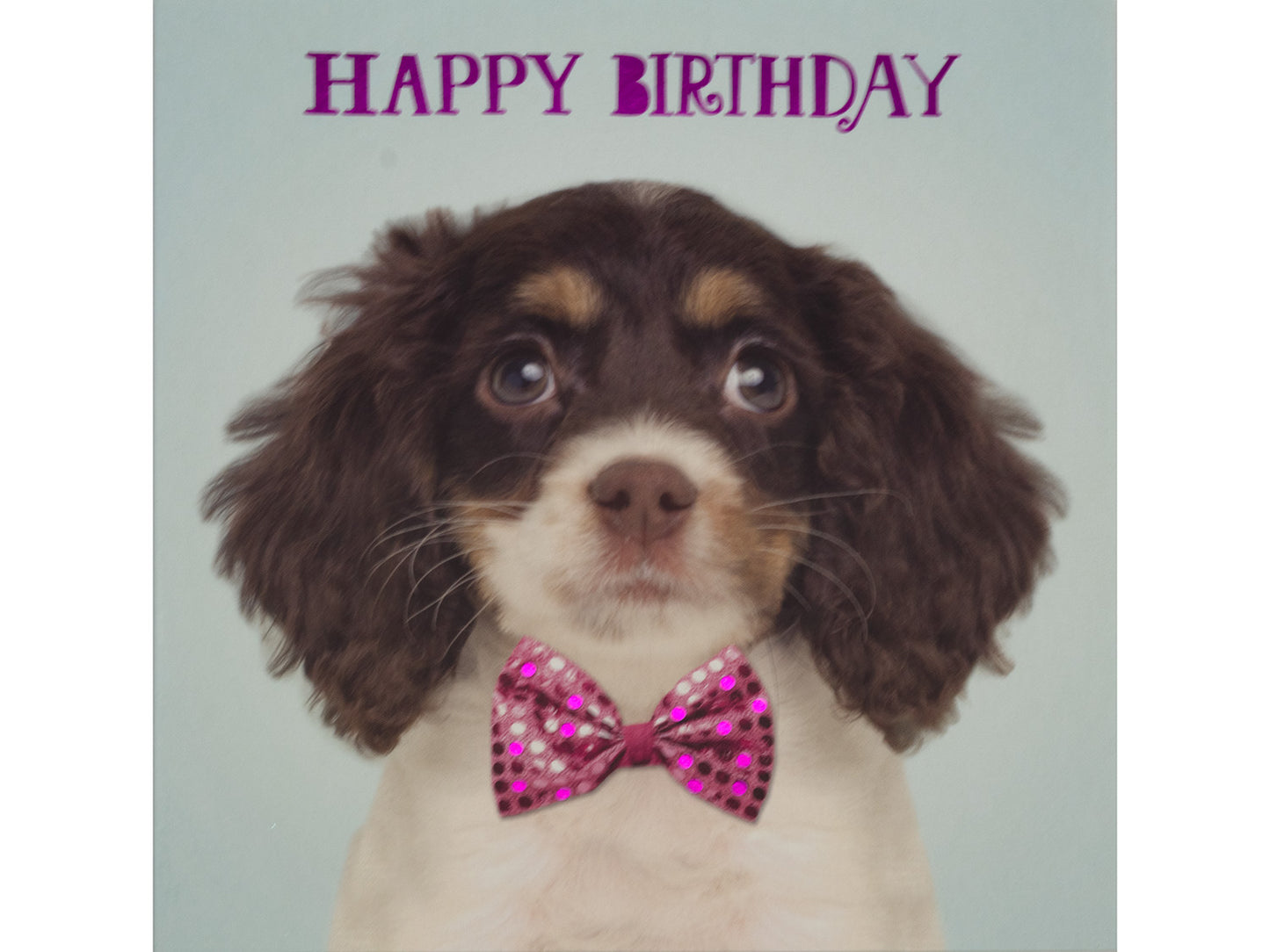 Dog wearing a pink bow tie with 'Happy Birthday' text on a light gray background