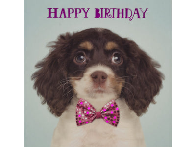 Dog wearing a pink bow tie with 'Happy Birthday' text on a light gray background