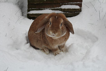 Warm and Cosy: How to Keep Your Outdoor Rabbit Happy this Winter
