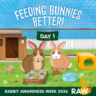 Rabbit hopping and foraging in a spacious hutch during Rabbit Awareness Week 2026