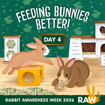 Rabbit foraging and exploring enrichment feeding toys - Rabbit Awareness Week 2026