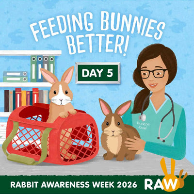 Healthy rabbit with good appetite showing signs of wellbeing - Rabbit Awareness Week 2026