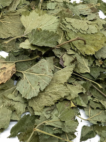 Blackcurrant Leaves
