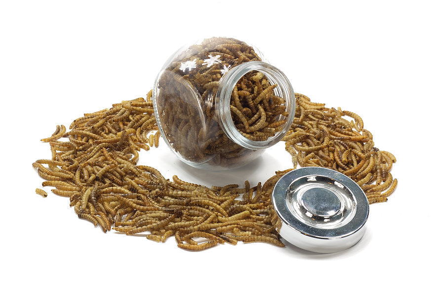 Dried Mealworms