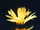 Aqua Lumo Orange Fern Plant