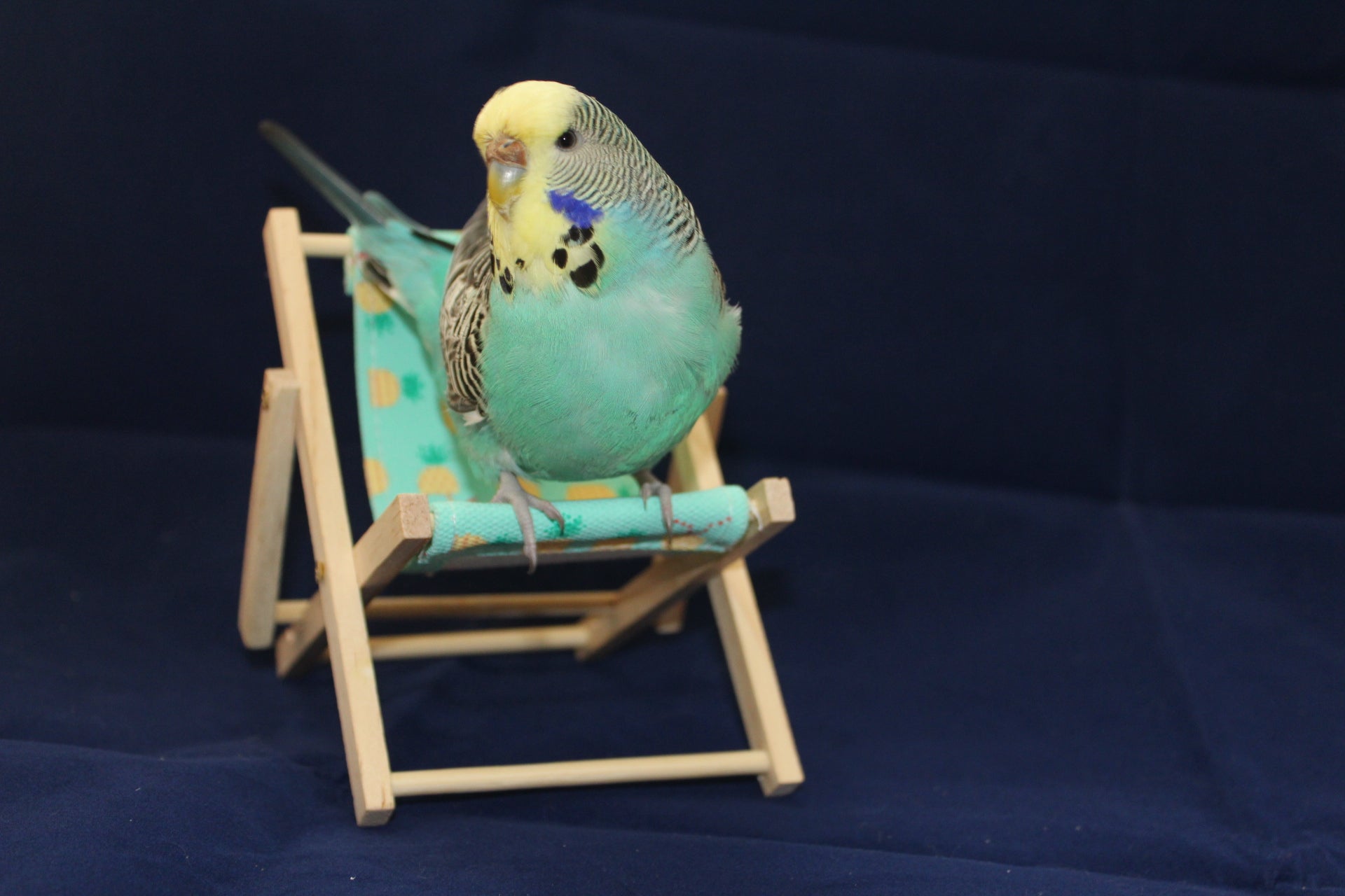 Budgie on a small deck chair