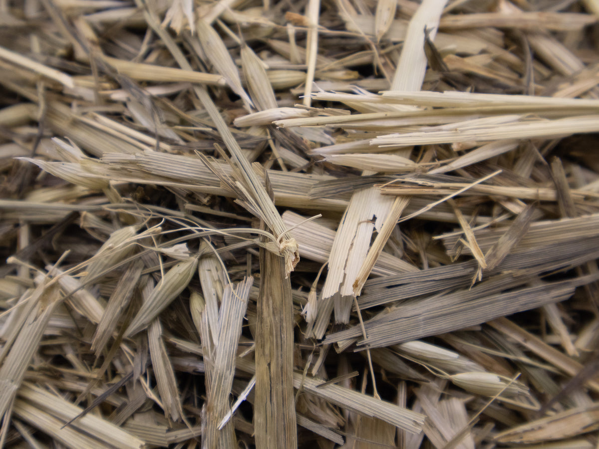 Close-up of dried coriander stalks showing texture and fibrous structure