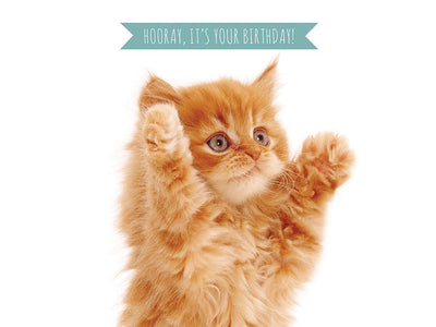 Orange kitten with raised paws on a white background, accompanied by a 'Hooray, it's your birthday!' banner.