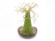 Rosewood Green Wacky Wobblers