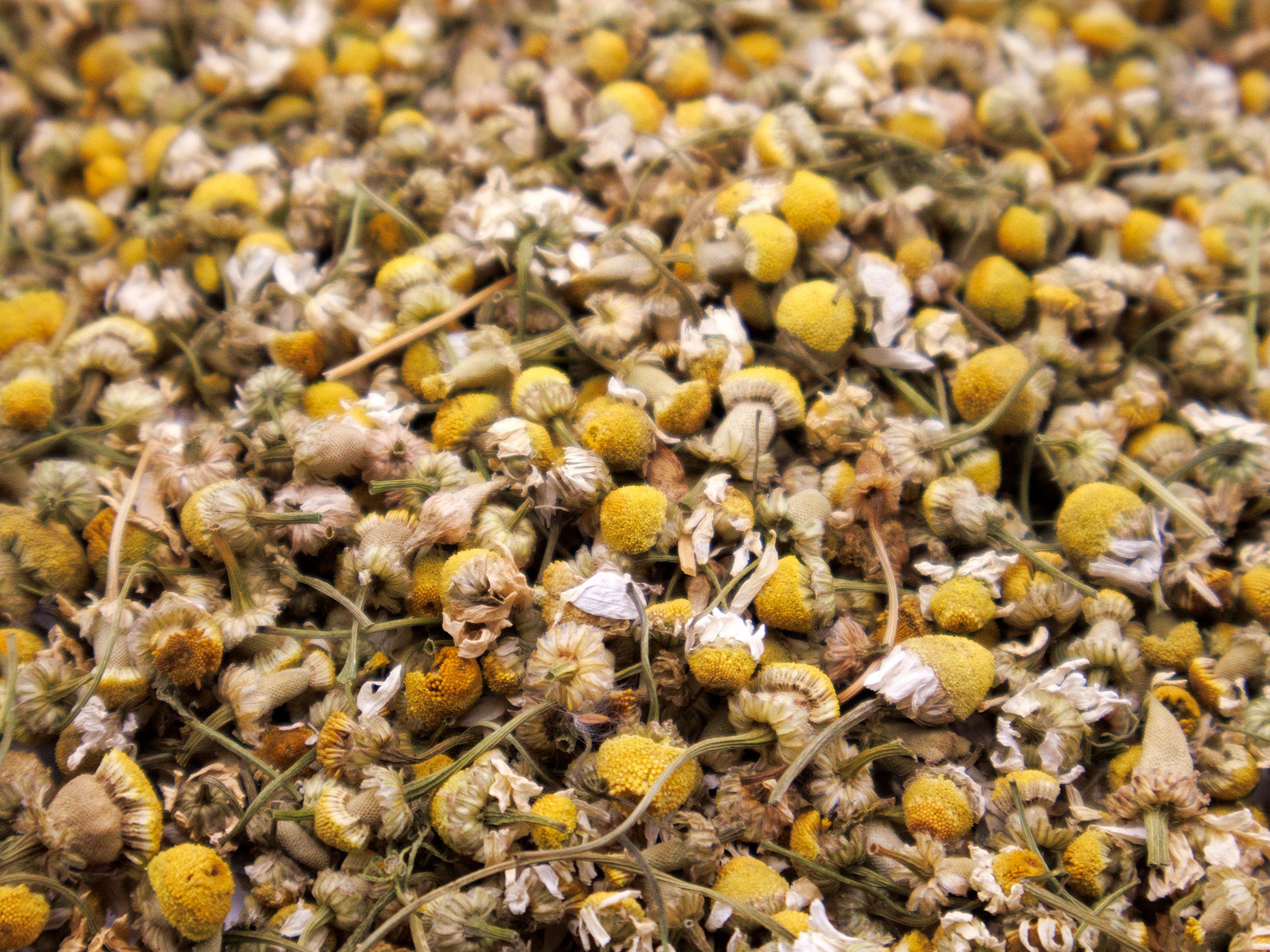 Close up of Chamomile Flower