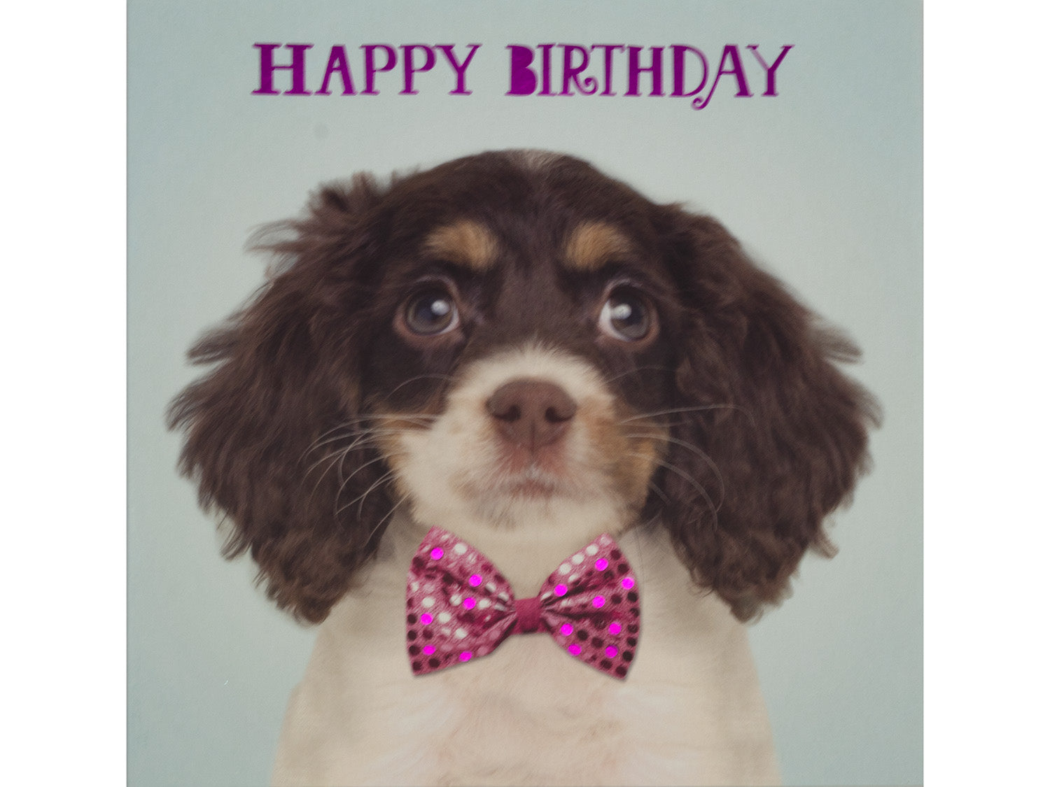 Dog wearing a pink bow tie with 'Happy Birthday' text on a light gray background