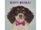 Dog wearing a pink bow tie with 'Happy Birthday' text on a light gray background