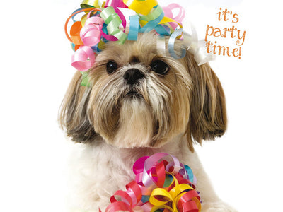 Dog wearing colorful party hats with text 'it's party time!' on a white background