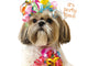 Dog wearing colorful party hats with text 'it's party time!' on a white background