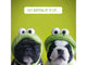 Two dogs wearing green frog hats against a green background with text.