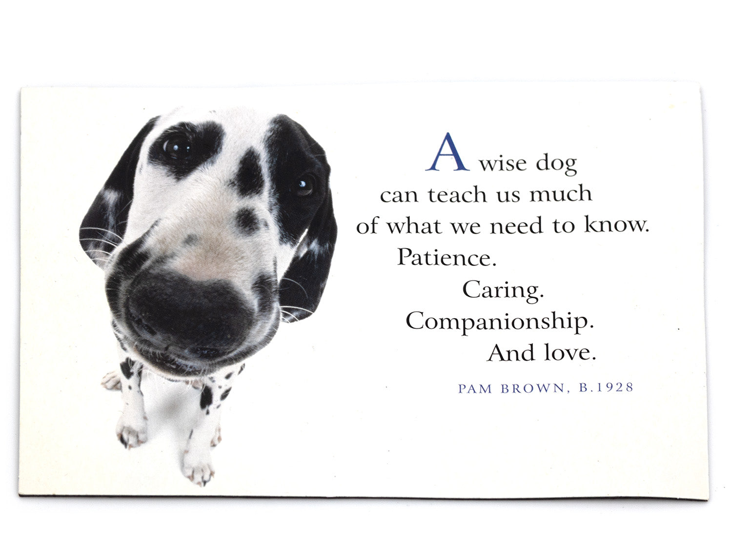 Dalmatian dog with a quote on a white background