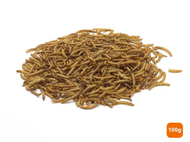 A pile of dried mealworms 100g