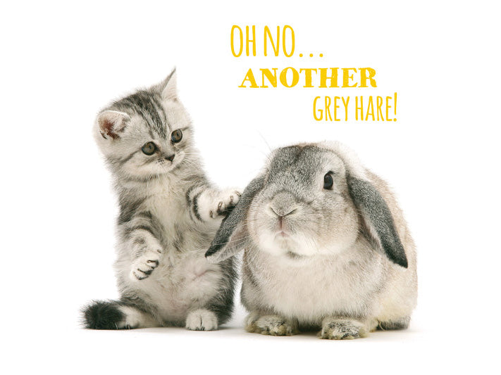 Kitten and rabbit together with humorous text on a white background