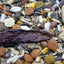 Assorted bird seed mix with a focus on a dark seed pod.