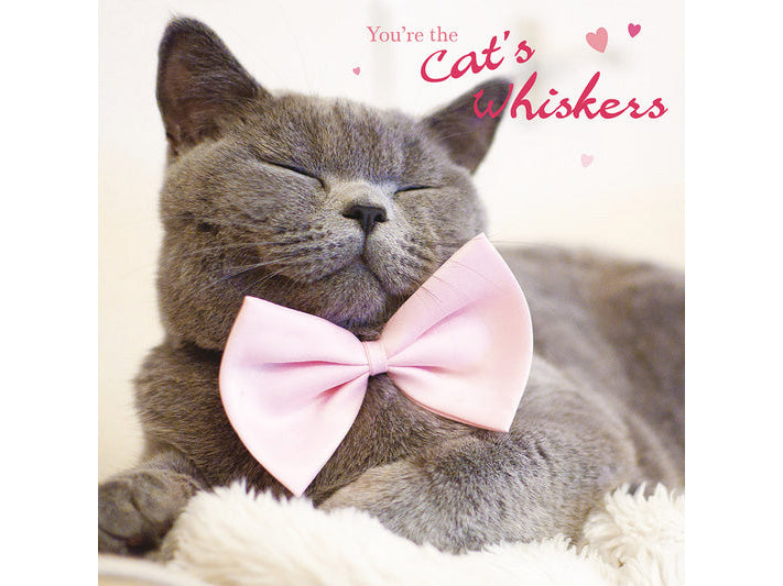 Cat wearing a pink bow tie with text 'You're the Cat's Whiskers' on a light background