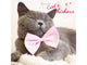 Cat wearing a pink bow tie with text 'You're the Cat's Whiskers' on a light background