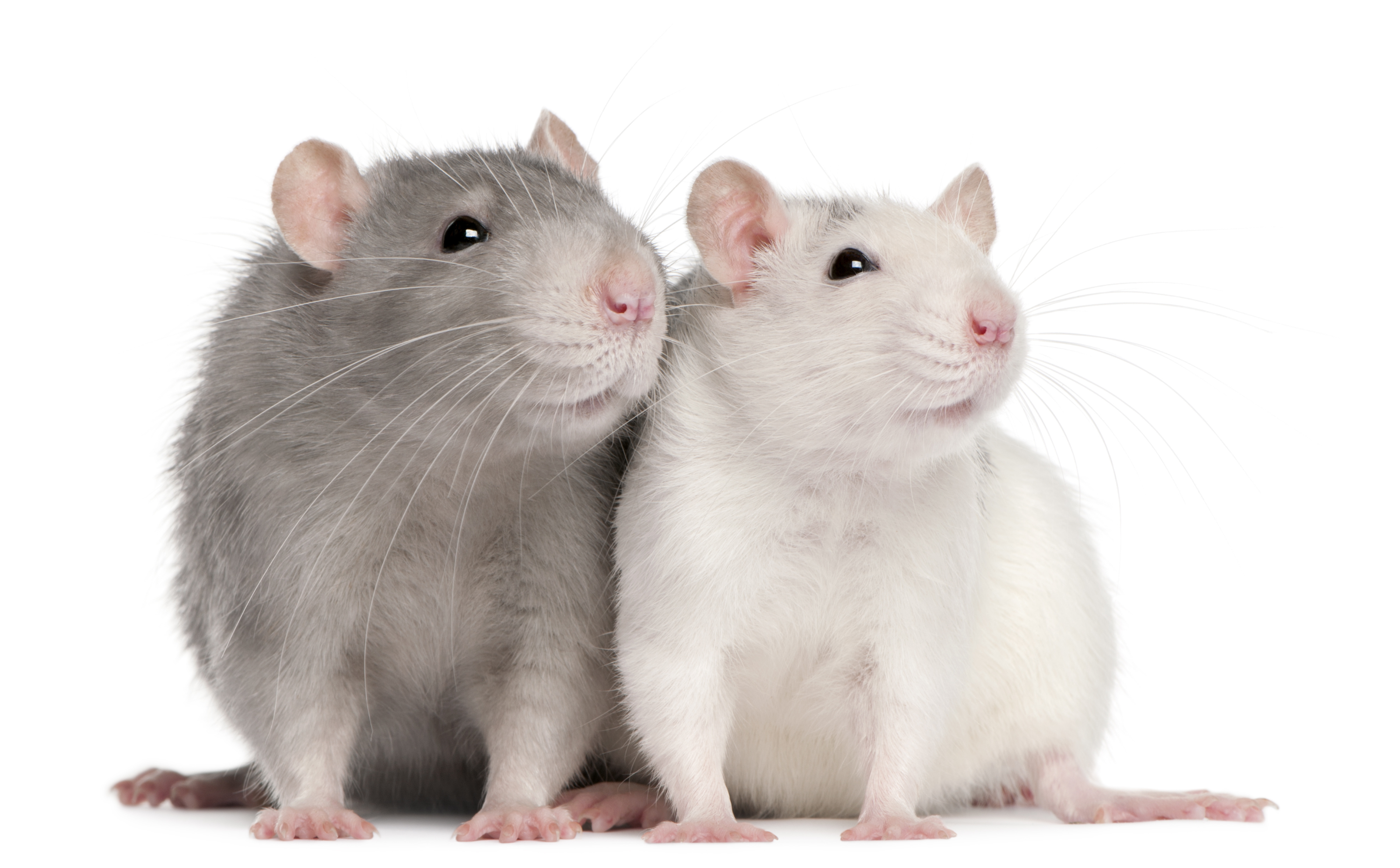 A grey rat sitting next to a white rat