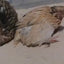 Small Animal Bathing Sand